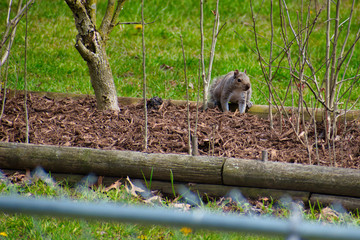 squirrel on the ground