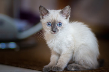 Cucciolo di gatto siamese con gli occhi azzurri accucciato  attento a seguire la preda