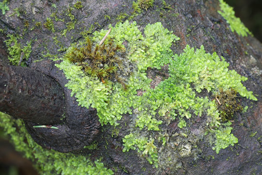 Even Scalewort moss, Radula complanata, a cannabinoid moss from Finland