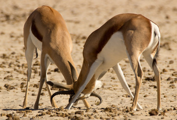 Two male buck fighting