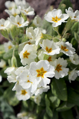 White primrose flowers in the garden