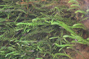 Fontinalis antipyretica, known as the antifever fontinalis moss, greater water-moss, or common water moss