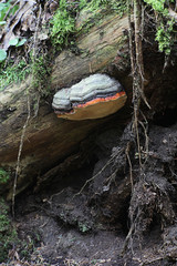 Fomitopsis pinicola, a stem decay fungus, known as the red belt conk or red-belted bracket fungus, wild polypore from Finland