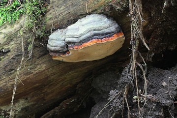Fomitopsis pinicola, a stem decay fungus, known as the red belt conk or red-belted bracket fungus, wild polypore from Finland