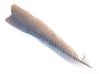 close view of blue jay feather on white background