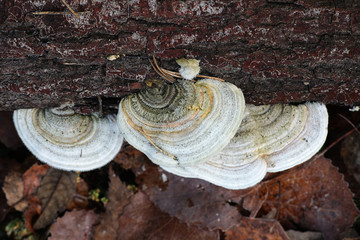 Trametes hirsuta, known as hairy bracket fungus, mushrooms from Finland