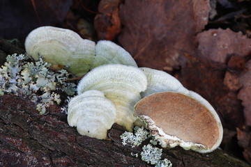 Trametes hirsuta, known as hairy bracket fungus, mushrooms from Finland