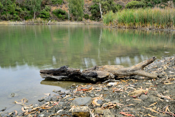 tronco caído de eucalipto en el borde del lago Marbella Andalucía España 