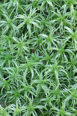 Sphagnum girgensohnii, known as Girgensohn's bogmoss or common green peat moss