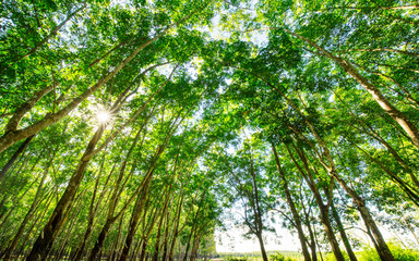 Top of rubber tree and rubber leaf and rubber plantation tree background at Tay Ninh, Vietnam.