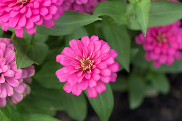 Pink flower petals in multiple layers