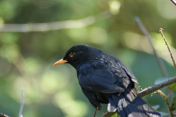 blackbird on a branch
