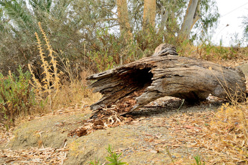 tronco podrido en el suelo del bosque Marbella Andalucía España 