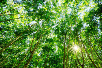 Top of rubber tree and rubber leaf and rubber plantation tree background at Tay Ninh, Vietnam.