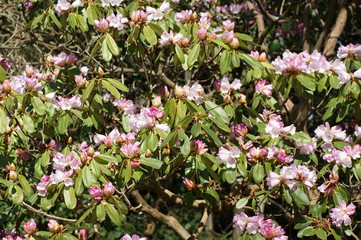 pink magnolia flowers