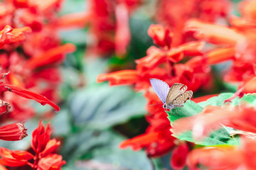 butterfly on a red flower