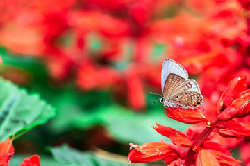 butterfly on a red flower