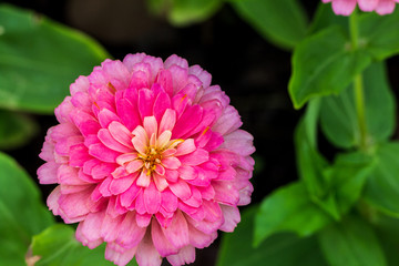 Pink flower petals in multiple layers