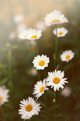 Fototapeta premium Daisies on the field on a summer day. Creative processing, light flare.