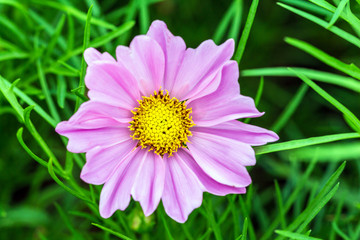 Pink flower petals in multiple layers