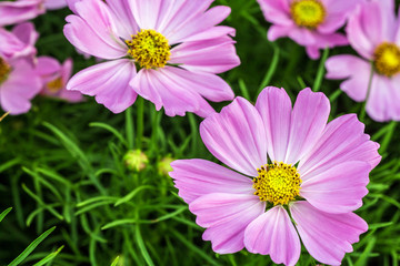 Pink flower petals in multiple layers