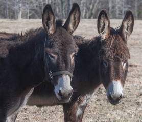 Fototapeta premium Two donkeys