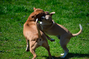 dogs playing pit bull beagle