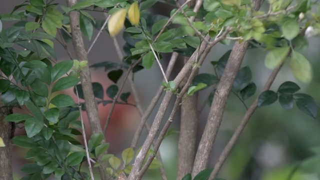 Female painted bunting flies off branch at Mead Gardens park in Orlando Florida