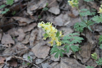 Yellow early spring flower in the forest