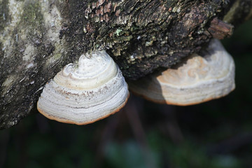 Fomes fomentarius, commonly known as the tinder fungus, false tinder fungus, hoof fungus, tinder...