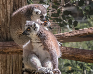 Ring-tailed lemur, Lemur catta, large primate with long, black and white ringed tail. Monkey Forest in Israel. Natural conditions for freely moving animals