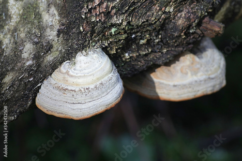 Fungus false tinder Fomes fomentarius