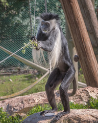 Black-and-white colobus native to Africa. Exotic monkeys in the Monkey Forest in Yodfat, Israel....