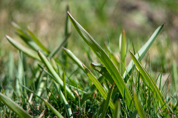 Grass and tulip leaves in a spring.