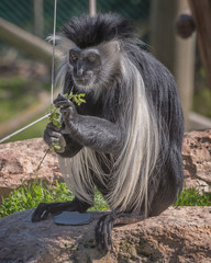 Black-and-white colobus native to Africa. Exotic monkeys in the Monkey Forest in Yodfat, Israel....