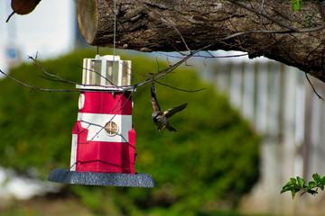 birdhouse bird flying