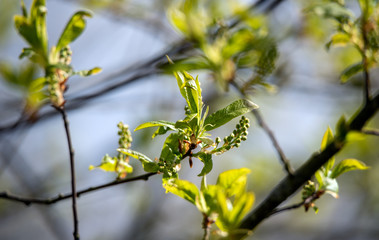 Twigs of bird cherry.