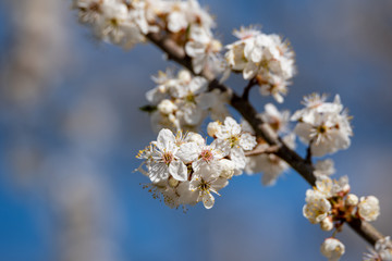 Twigs of blooming tree.