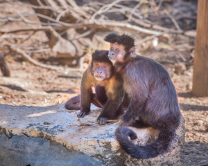 Tufted capuchin, Sapajus apella. Exotic monkeys in the Monkey Forest in Yodfat, Israel. Natural conditions for freely moving animals