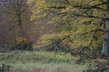 Spring in the forest