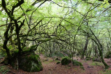 Amazing green forest with moss-covered boulders on tourist trail around Atskuri in Borjomi-Kharagauli National Park, Georgia.