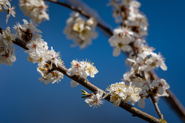 Twigs of blooming tree.