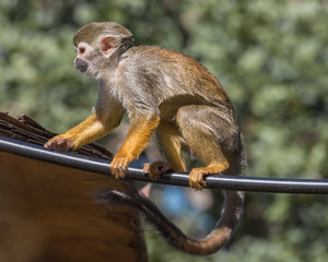 Obraz premium Central American squirrel monkey, red-backed squirrel monkey. Exotic monkeys in the Monkey Forest in Yodfat, Israel. Natural conditions for freely moving animals