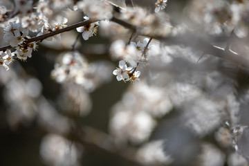 Blooming cherry tree. - 342433309