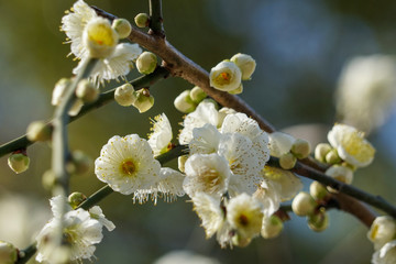 城南宮の白梅