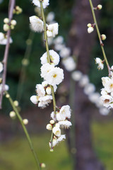 城南宮の枝垂れ梅