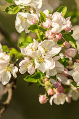 Blossoming apple tree garden in spring close up