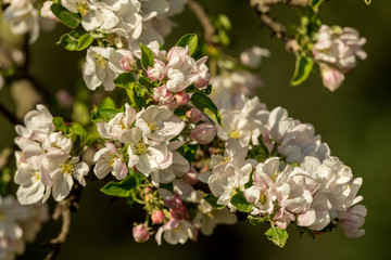 Blossoming apple tree garden in spring close up