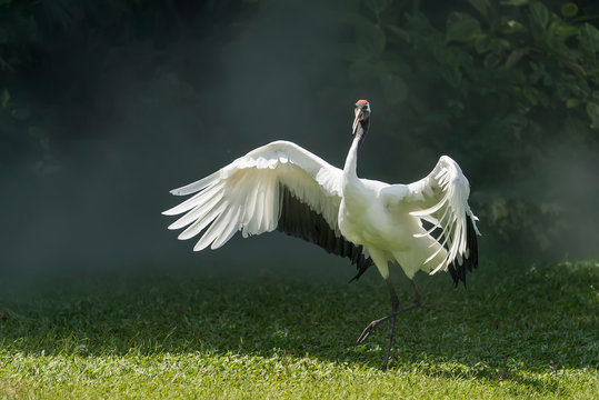 Red Crowned Crane In Green Grass