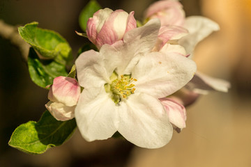 Fototapeta na wymiar Blossoming apple tree garden in spring close up